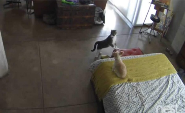 Gato calla a perro y se convierte en viral