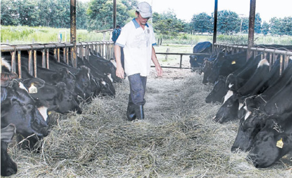 Sector ganadero de Honduras en alerta por bacterias