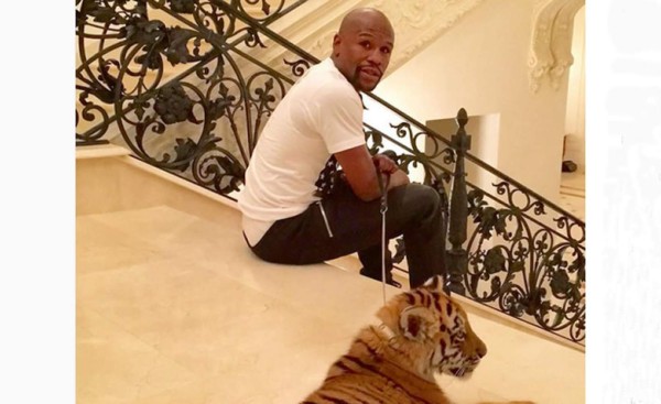 Mayweather pide ayuda para ponerle un nombre a su nueva tigresa