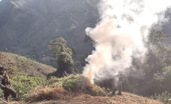 Destruyen 1,000 plantas de marihuana en Colón