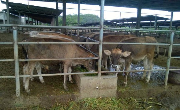 Acuerdan con los ganaderos impulsar sector bovino