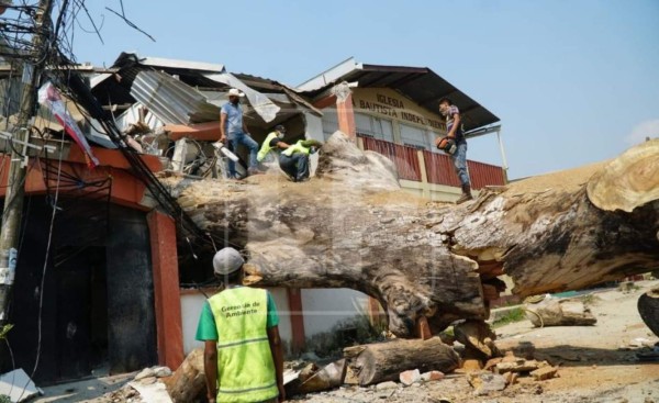 Anciano de 80 años muere tras caerle árbol en San Pedro Sula