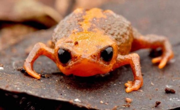 Descubren sapo que mide un centímetro