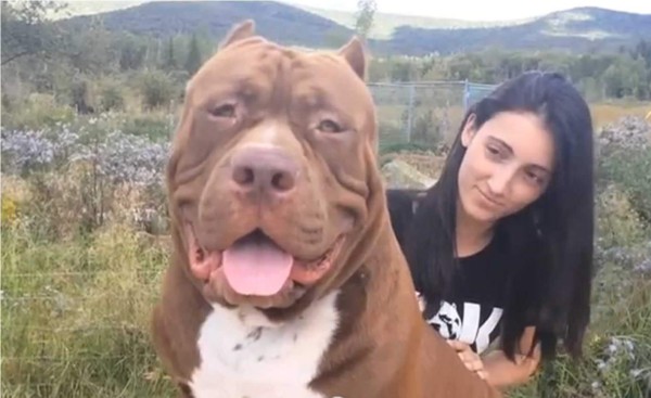 Los Pitbull son una raza que cada vez se busca menos en Estados Unidos. Foto YouTube.