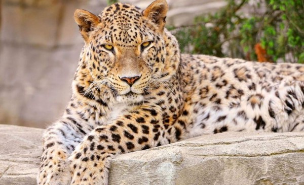 Avistan una pareja de raros leopardos de Persia en Pakistán