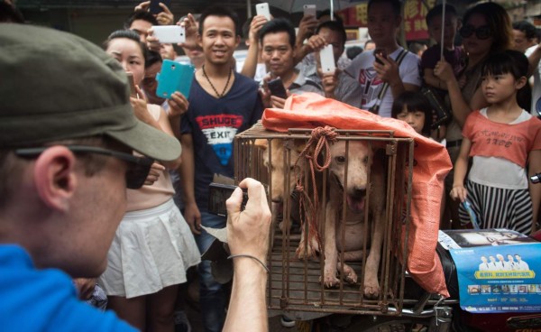 Inicia el polémico festival de carne de perro en China