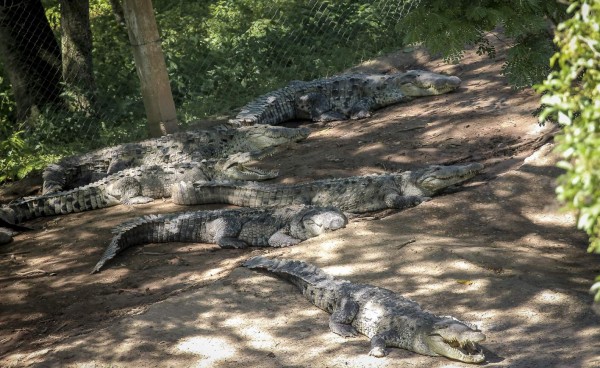Instituto de Conservación dice que son 156 cocodrilos muertos