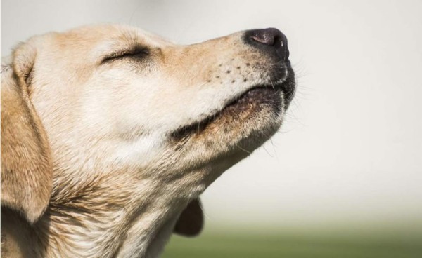 El olfato de los perros