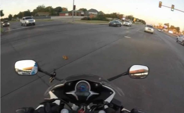 Gatito a punto de ser atropellado, logra ser rescatado por motociclista