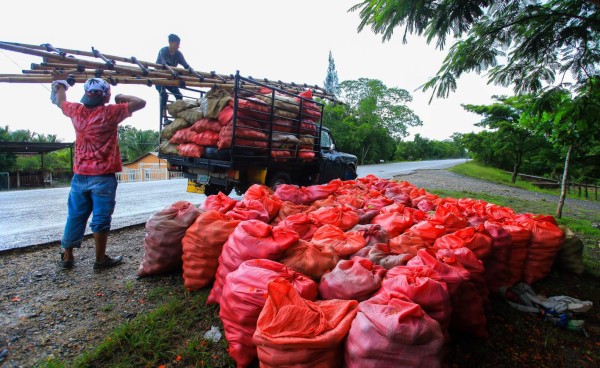 Cítricos generan 20,000 empleos en valle del Aguán