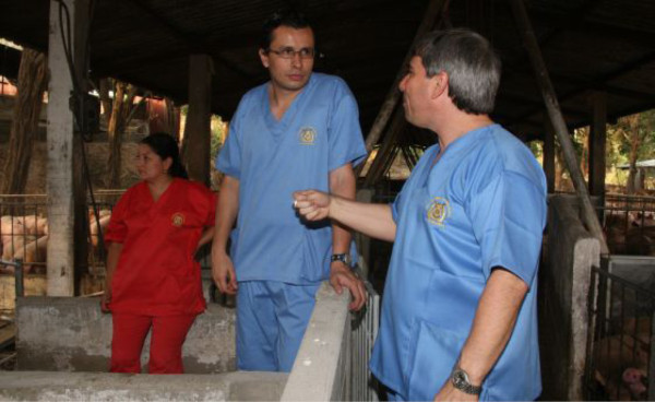 Honduras garantiza sanidad de carne de cerdo