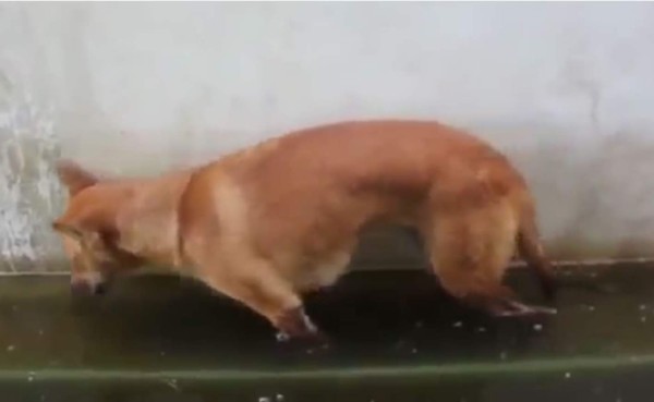 Perro se duerme de pie y cae al agua