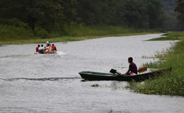 Centenares de peces aparecen muertos en canal del Lago de Yojoa