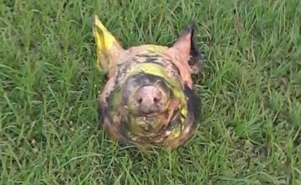 Afición del Olimpia lanza cabeza de cerdo pintada de amarillo y negro