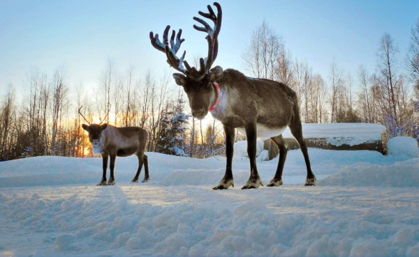 Renos repartidores de pizza