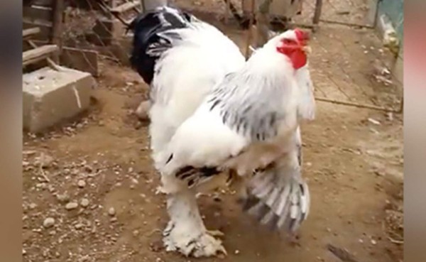 El gallo gigante es real y ya lo vieron más de 100 millones de personas