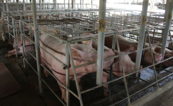 Honduras garantiza sanidad de carne de cerdo
