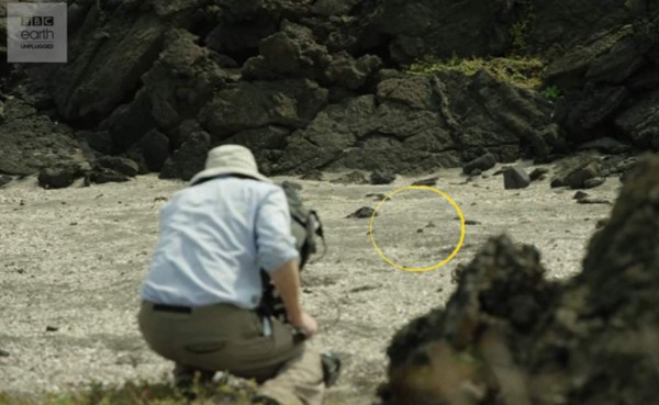La iguana y su trágico final entre el nido de serpientes