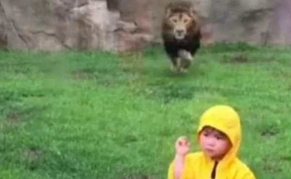 El brutal ataque frustrado de un león a un niño en un zoológico