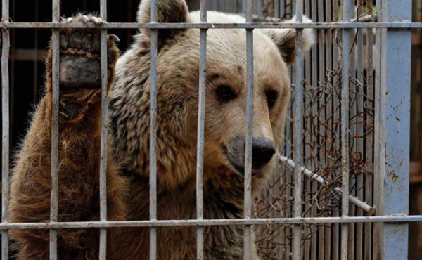 Un oso arranca la mano a un niño que le daba de comer en un zoo palestino