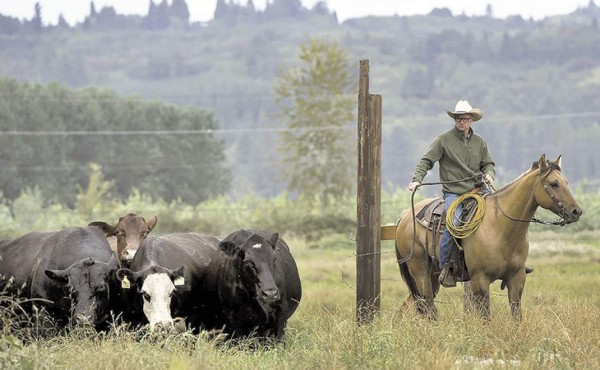 El ganado orgánico no es negocio en EE.UU.