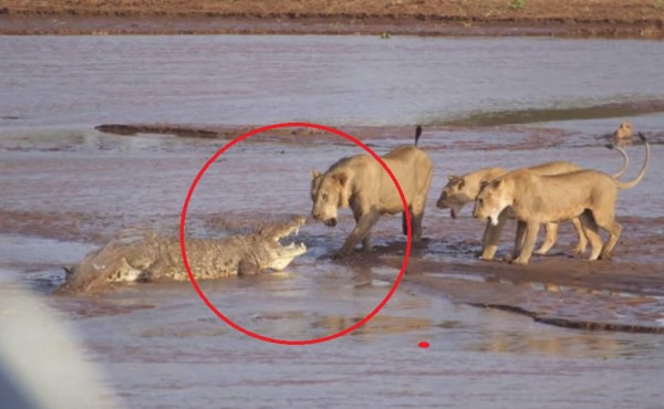 Video viral: cocodrilo se enfrenta a leones y la pelea termina de forma inesperada