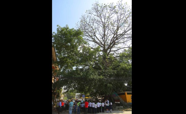 Celebran los 80 años de uno de los árboles más longevos de San Pedro Sula
