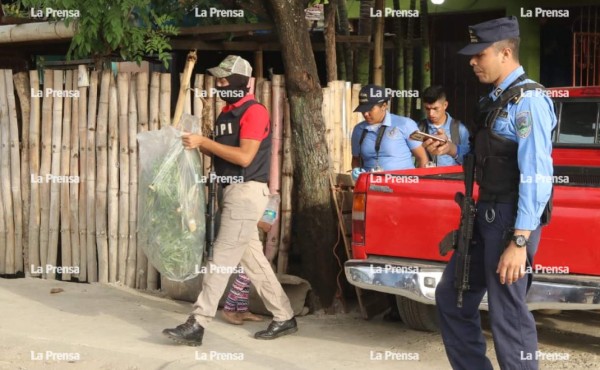 Hondureño tenía planta de marihuana en su casa porque 'le daba sombra'
