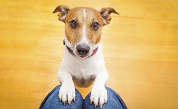 Sácalo a pasear a tiempo y con precaución