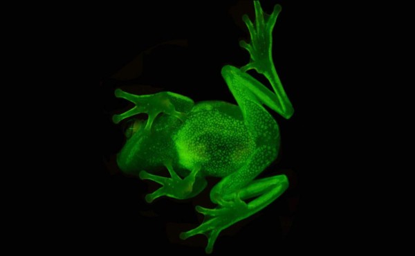 Descubren la primera rana fluorescente conocida en el mundo