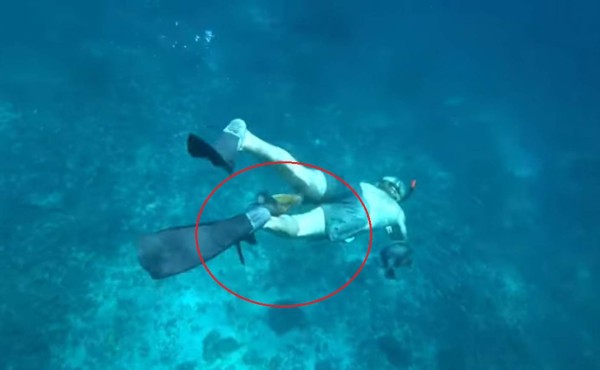 Video viral: buzos son atacados por agresivos peces