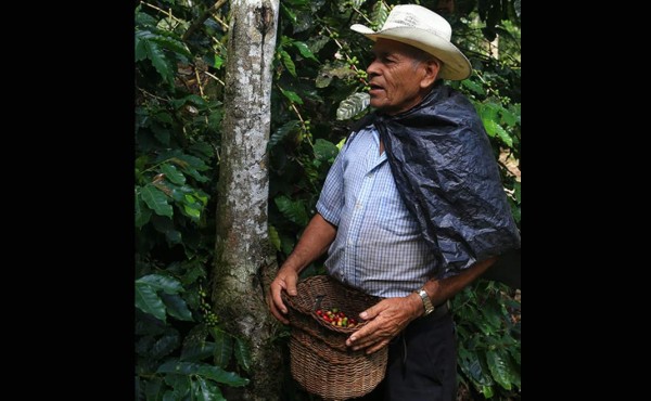 En 26.9% crecieron exportaciones de café hasta agosto, según el BCH