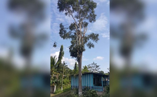 Hombre se electrocuta al podar un árbol cerca del tendido eléctrico