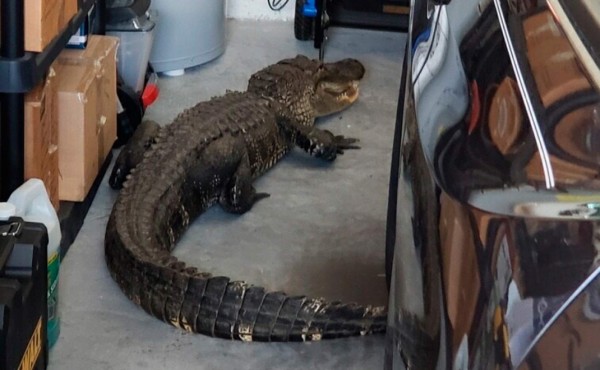 Un hombre encuentra un caimán de más de 2 metros en su garaje