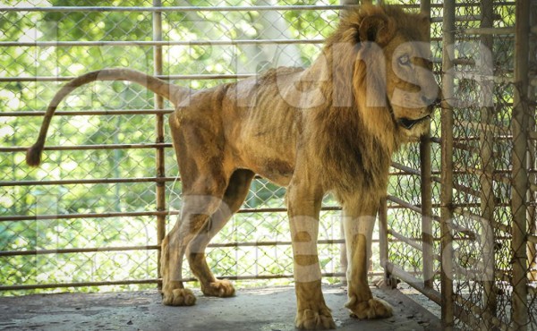 'Los leones y los cocodrilos se están muriendo de hambre”
