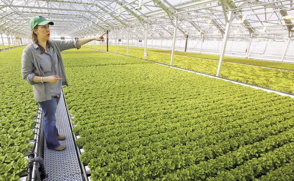 La agricultura urbana choca con la realidad en EE.UU.