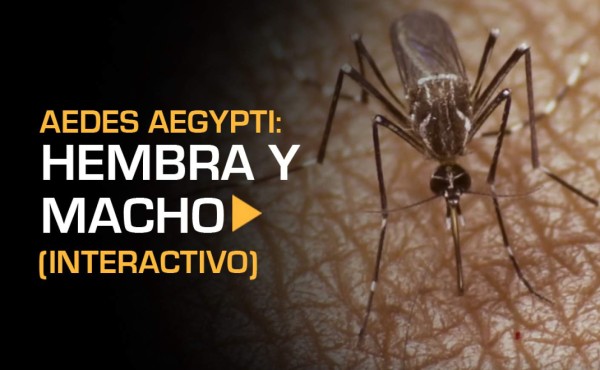 Lo que debes saber del Aedes aegypti, mosquito transmisor del zika