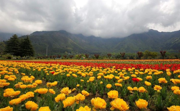 El mayor jardín de tulipanes de Asia se marchita en solitario por el Covid-19