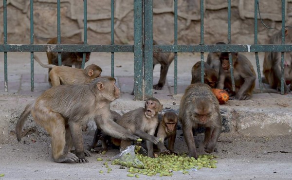 Monos roban muestras de sangre tomadas para detectar la covid-19 en India