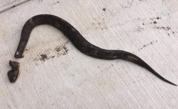 Serpiente lanza mordidas después de muerta&nbsp;&nbsp;