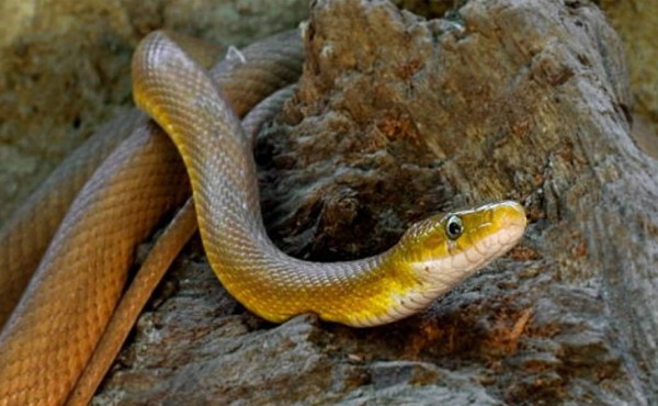 La ciencia lo confirma: Las serpientes tuvieron patas