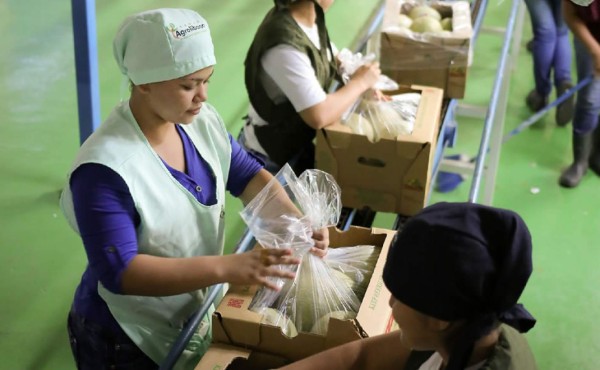 Melón hondureño, a la conquista del mercado asiático