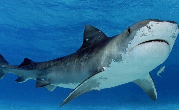 Un niño de Florida recibe diecinueve puntos por ataque de tiburón
