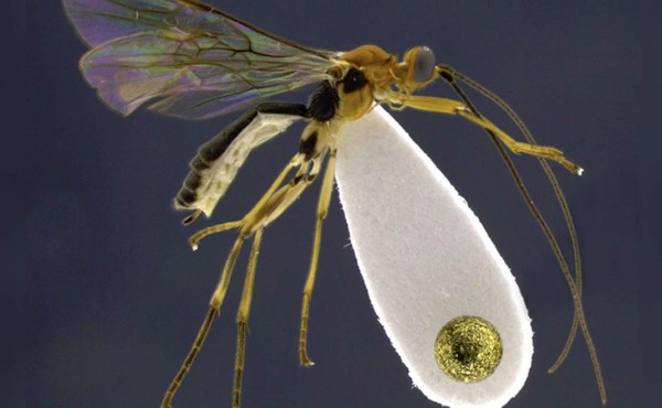 La avispa Shakira y el mosquito Beyoncé