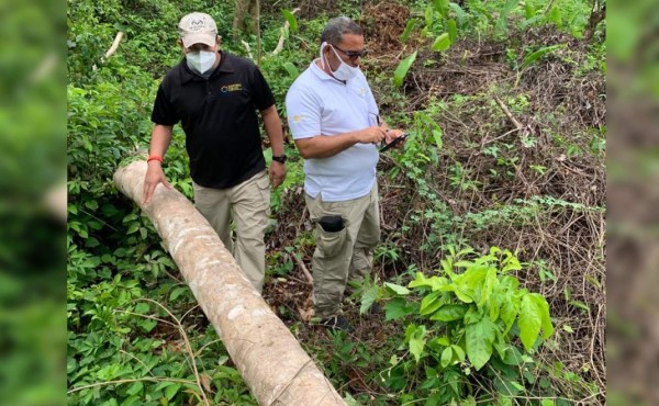 Investigan daño en más de 20 manzanas de bosque en La Ceiba