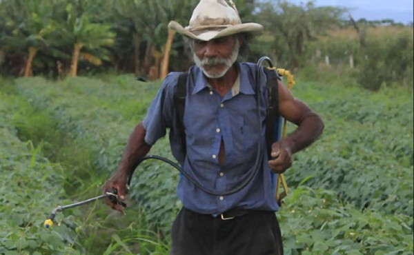 Destacan procesos agrícolas de Honduras