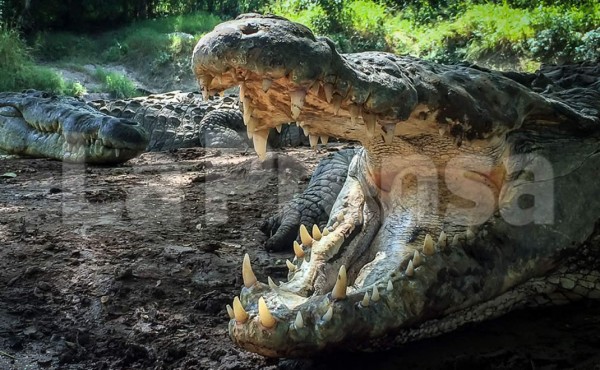 Sin pago 500 empleados de fincas y cocodrilera Rosenthal