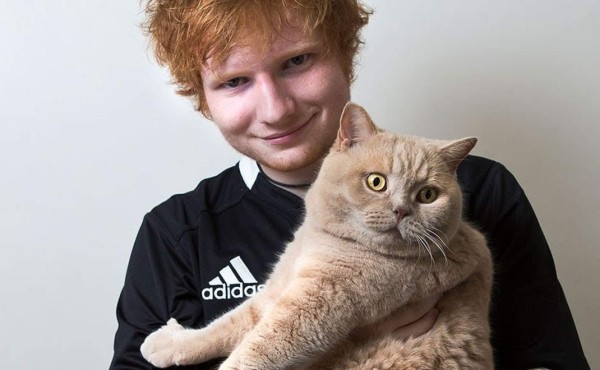 Ed Sheeran crea cuenta en Instagram para sus gatos, Dorito y Calippo