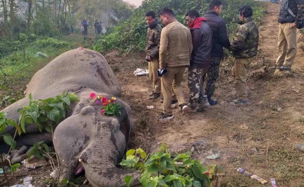 Dos elefantes mueren atropellados por un tren en India y les hacen funeral