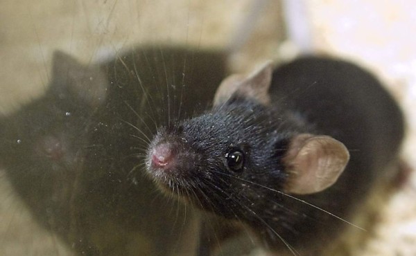 La píldora anticonceptiva para ratas que podria terminar con esos roedores